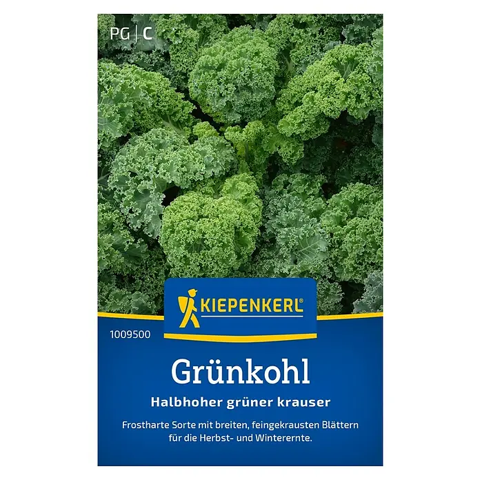 Kiepenkerl Gemüsesamen Grünkohl - Brassica oleracea var. sabellica, Erntezeit: Oktober - Produktabbildung von "Kiepenkerl Grünkohl Halbhoher grüner krauser"-Samen. Ideal für eine frostharte Herbst- und Winterernte mit breiten, feingekrausten Blättern.
