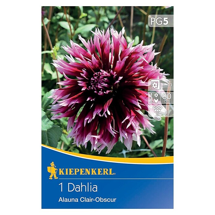 Kiepenkerl Lukovice proljetnog cvijeća Dalija Alauna Clair-Obscur  (Dahlia x Hybrida, 1 Kom., Ljubičasta) | BAUHAUS