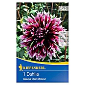 Kiepenkerl Lukovice proljetnog cvijeća Dalija Alauna Clair-Obscur  (Dahlia x Hybrida, 1 Kom., Ljubičasta) | BAUHAUS