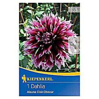 Kiepenkerl Lukovice proljetnog cvijeća Dalija Alauna Clair-Obscur (Dahlia x Hybrida, 1 Kom., Ljubičasta)