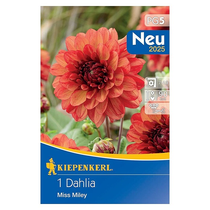 Kiepenkerl Čebulnice spomladanskega cvetja Dalija Miss Miley  (Dahlia x Hybrida, 1 kos, Oranžno rdeča) | 8113 - Frühjahrsblumenzwiebeln | IBXA - Blumenzwiebeln | IBX - Blumenzwiebeln | IB - Grünpflanzen/Sämereien | I - Stadtgarten | BAUHAUS