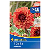 Kiepenkerl Čebulnice spomladanskega cvetja Dalija Miss Miley  (Dahlia x Hybrida, 1 kos, Oranžno rdeča) | 8113 - Frühjahrsblumenzwiebeln | IBXA - Blumenzwiebeln | IBX - Blumenzwiebeln | IB - Grünpflanzen/Sämereien | I - Stadtgarten | BAUHAUS
