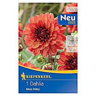 Kiepenkerl Čebulnice spomladanskega cvetja Dalija Miss Miley (Dahlia x Hybrida, 1 kos, Oranžno rdeča)