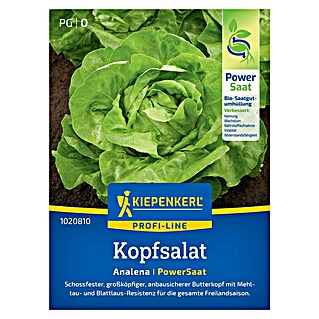 Kiepenkerl Profi-Line Salatsamen Kopfsalat Analena PowerSaat (Lactuca sativa, Erntezeit: Mai)
