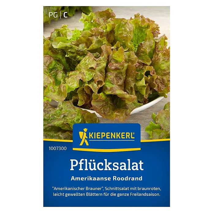 Kiepenkerl Salatsamen Pflücksalat - Lactuca sativa var. crispa, Erntezeit: April - Das Bild zeigt Pflücksalat 'Amerikaanse Roodrand' von Kiepenkerl, eine attraktive Salatvariante mit rotbraunen, leicht gewellten Blättern.