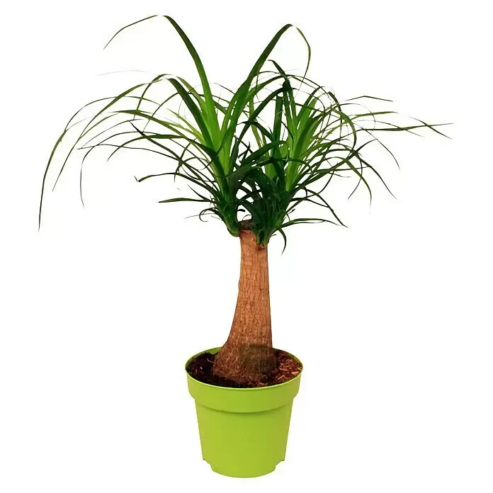 Piardino ElefantenfußBeaucarnea recurvata, Topfgröße: 17 cm, Aufrecht