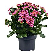 Kalanchoe blossfeldiana 10 rosa