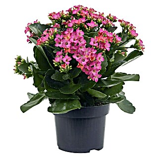 Piardino Flammendes Käthchen (Kalanchoe blossfeldiana, Topfgröße: 10,5 cm, Rosa)