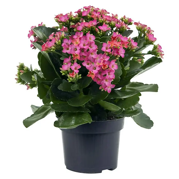 Piardino Flammendes Kthchen - Kalanchoe blossfeldiana, Topfgre: 10 cm,  Rosa online kaufen bei BAUHAUS