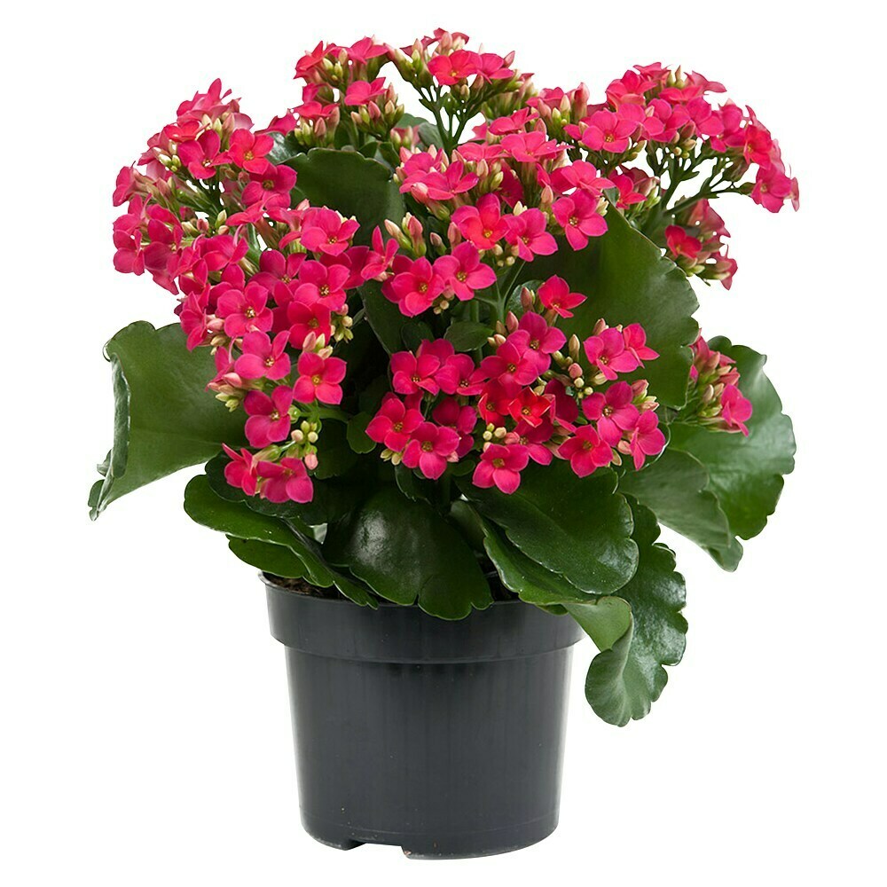 Flammendes Kthchen Pink