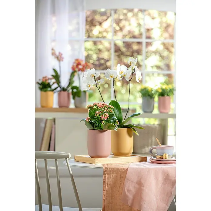 Soendgen Keramik Bari Orchideentopf Blossom - Außenmaß (Ø x H): 13 x 15 cm, Keramik, Calend - Orchideen und Kalanchoe in farbigen Übertöpfen auf einem Tisch mit rosa Läufer, im Hintergrund weitere Pflanzen vor einem Fenster.