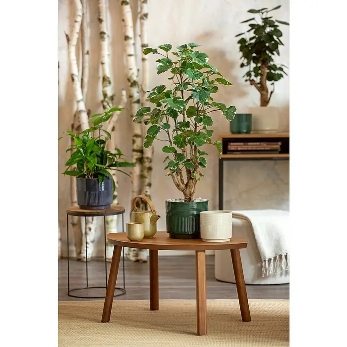 Soendgen Keramik Übertopf rund Nara Sabi - Außenmaß (Ø x H): 16 x 14 cm, Creme, Keramik - Nahaufnahme von Zimmerpflanzen in stilvollen Töpfen auf einem Holztisch, die ein modernes Interieur unterstreichen.