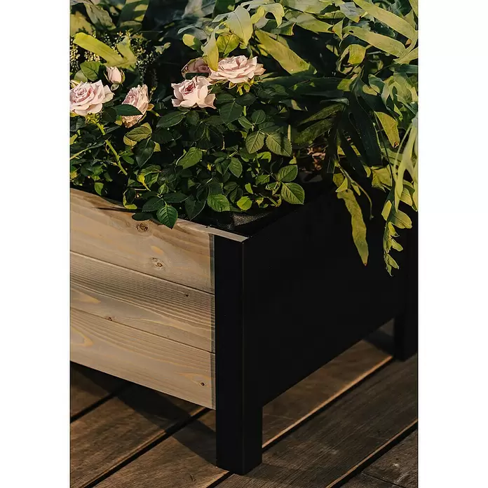 Upyard Pflanzkasten Modernbox niedrig - 36 x 36 x 32 cm, Holz, Grau/Schwarz - Ein rechteckiger Pflanzkasten aus hellem Holz und schwarzem Material, gefüllt mit rosa Rosen und grünen Pflanzen, auf einer Holzterrasse.