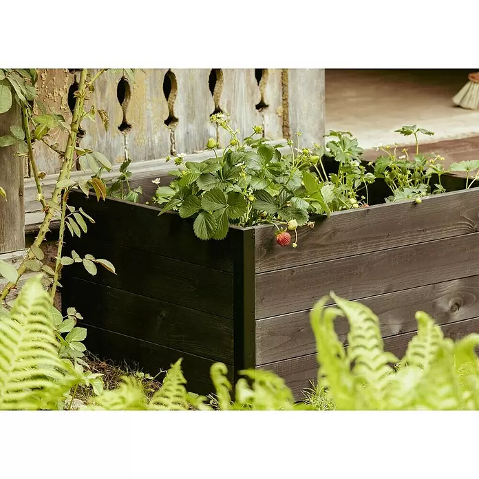 Upyard Hochbeet Gardenbox I-Box - 120 x 80 x 40 cm, Holz, Schwarz - Dunkelbraunes Hochbeet aus Holz mit Erdbeerpflanzen, draußen an einem rustikalen Holzzaun.