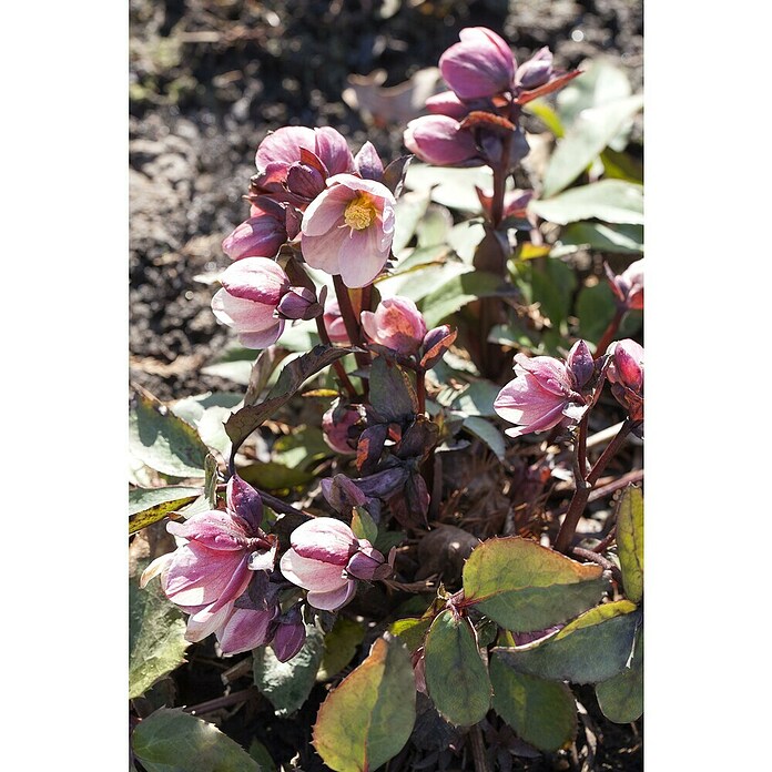 Piardino Christrose (Helleborus niger Ericsmithii Valeria, Topfgröße: 14 cm, Cremeweiß) | BAUHAUS