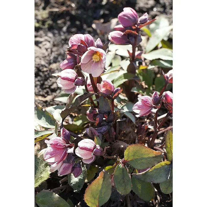Piardino Christrose - Helleborus x ericsmithii VIV® 'Valeria', Topfgröße: 14 cm, Cremeweiß - Nahaufnahme von blassrosa Christrosen (Helleborus) mit gelben Staubgefäßen, umgeben von dunkelgrünem Laub und braunen Stielen im Garten.