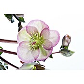 Piardino Christrose (Helleborus niger Ericsmithii Valeria, Topfgröße: 14 cm, Cremeweiß) | BAUHAUS