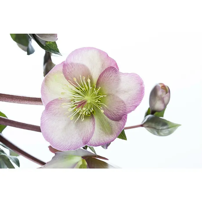 Piardino Christrose - Helleborus x ericsmithii VIV® 'Valeria', Topfgröße: 14 cm, Cremeweiß - Nahaufnahme einer zarten, rosa-weißen Christrose mit filigranen Staubfäden und einer Knospe vor einem hellen, weißen Hintergrund.