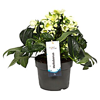Piardino Christrose (Helleborus niger Endless, Topfgröße: 19 cm, Weiß)