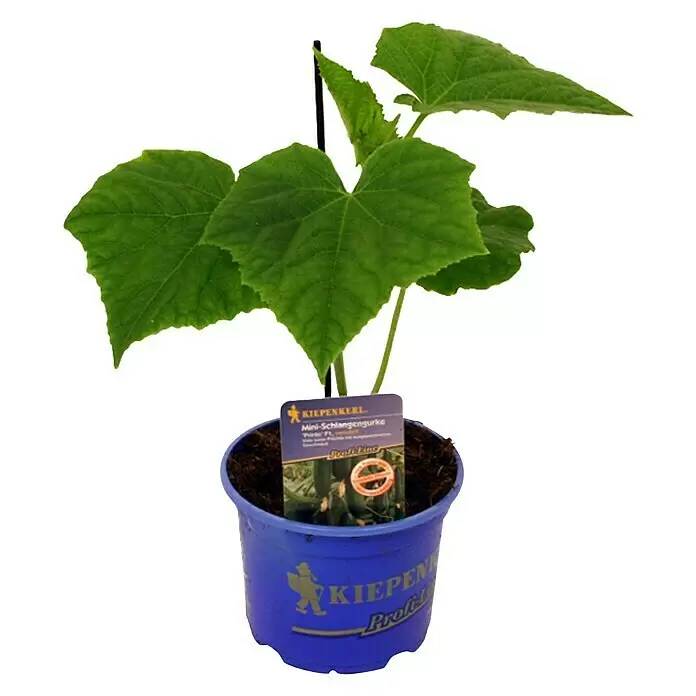 Piardino Schlangengurke Mini - Cucumis sativus, 12 cm, Erntezeit: August