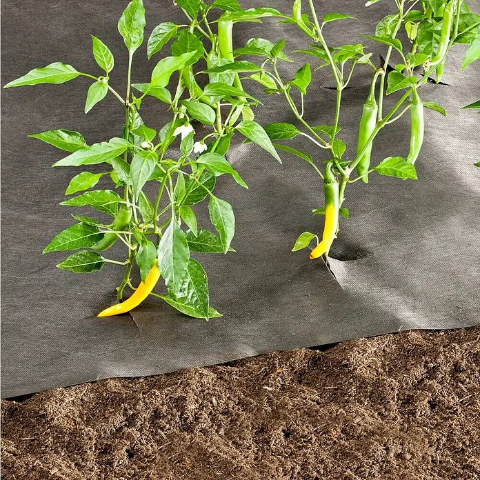 Windhager Unkrautvlies Öko - Vlies, L x B: 10 x 1 m - Gelbe Chili-Pflanze im Garten.