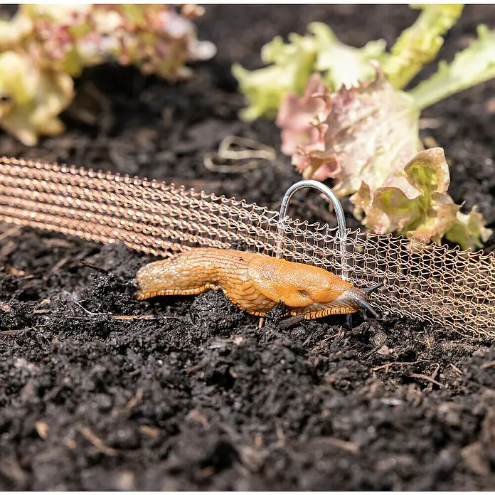 Windhager Schneckenzaun - 8 m - Ein orangefarbener Nacktschnecke kriecht über ein Kupfernetz, das als Schneckenschutz in einem Gartenbeet dient.
