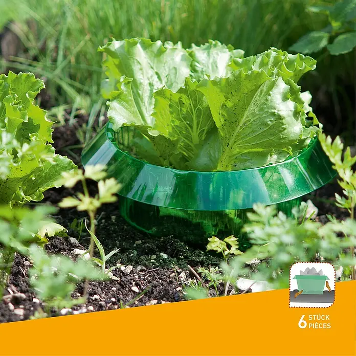 Windhager Schnecken-Stopp - 6 Stk. - Nahaufnahme von Salat mit Schneckenzaun, der vor Schnecken schützt, mit Verpackung, die 6 Stück enthält.