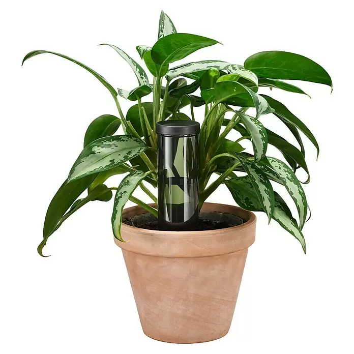 Fiskars Wasserspender - 350 ml, Schwarz - Grüne Pflanze mit panaschierten Blättern in einem Terrakottatopf, mit einem schwarzen und transparenten Selbstbewässerungsgerät.