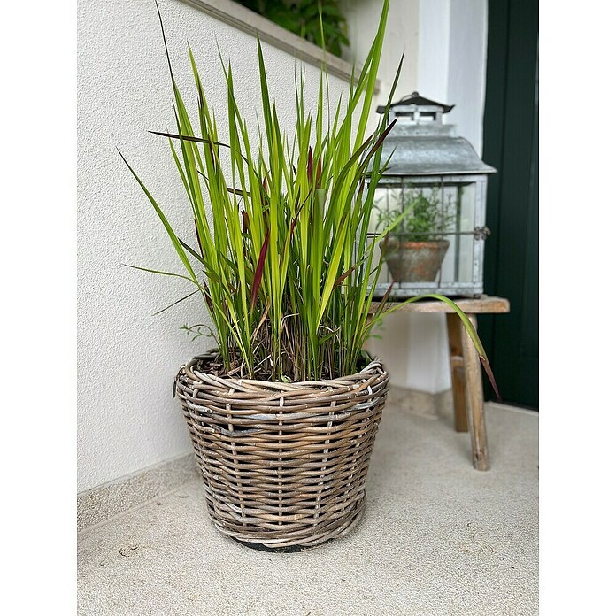 Van der Leeden Drypot Košara za rastline  (Ø x V: 32 x 23 cm, Ratan, Siva) | Lonci za rastline | Cvetlični lonci | Posode za rastline | Vrt in prosti čas | Izdelki | BAUHAUS