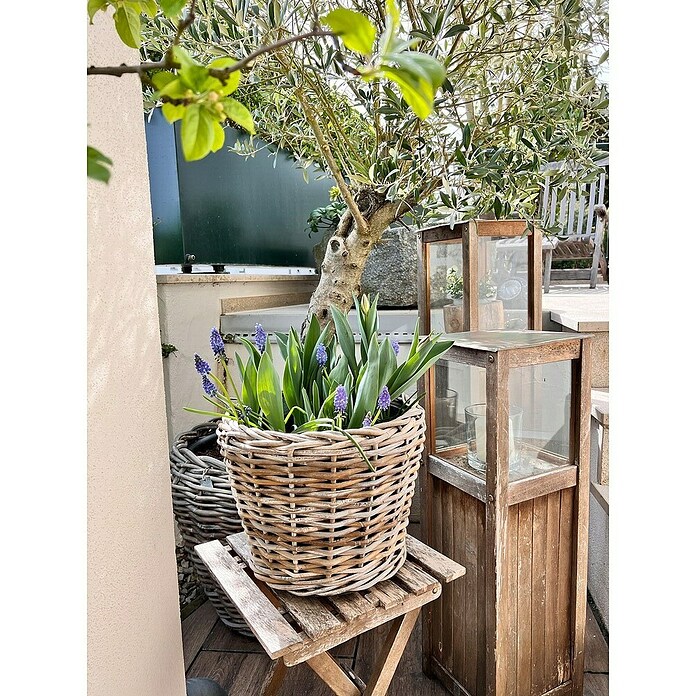 Van der Leeden Drypot Košara za rastline  (Ø x V: 43 x 33 cm, Ratan, Siva) | 8449 - Sonst. Gefäße und Zub.outdoor | IAKB - Gefäße Outdoor | IAK - Gefässe,Deko outdoor, Zeitschriften | IA - Gartenhartware | I - Stadtgarten | BAUHAUS