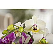 Phalaenopsis 9 2-trieber Mini