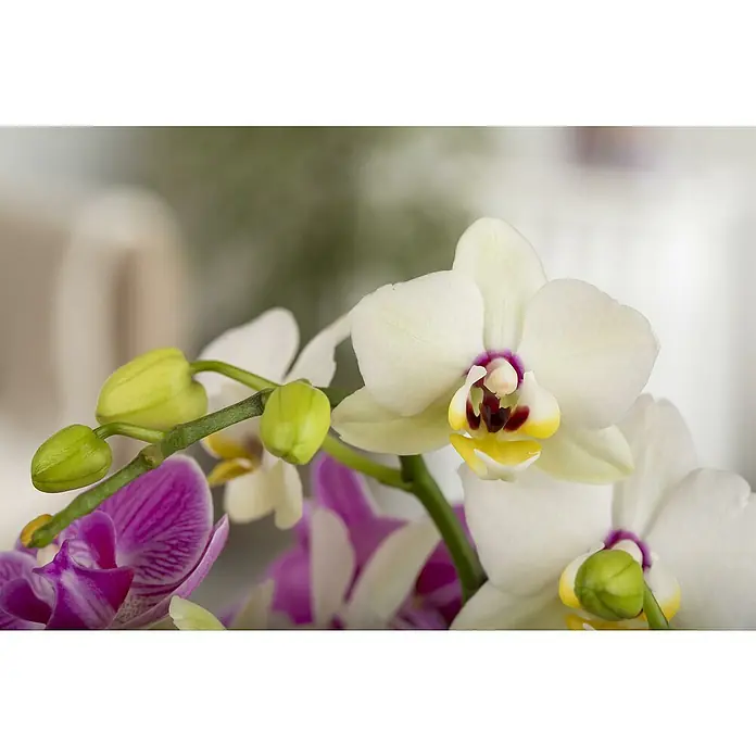 Piardino Schmetterlingsorchidee - Phalaenopsis Hybride, Topfgröße: 9 cm, Aufrecht, Farbe Topf: Silber - Nahaufnahme von eleganten Orchideenblüten in Weiß und Lila, die die zarte Schönheit der Natur zeigen.