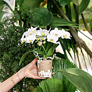 Piardino Schmetterlingsorchidee (Phalaenopsis Hybriden, Topfgröße: 11 cm, Aufrecht)