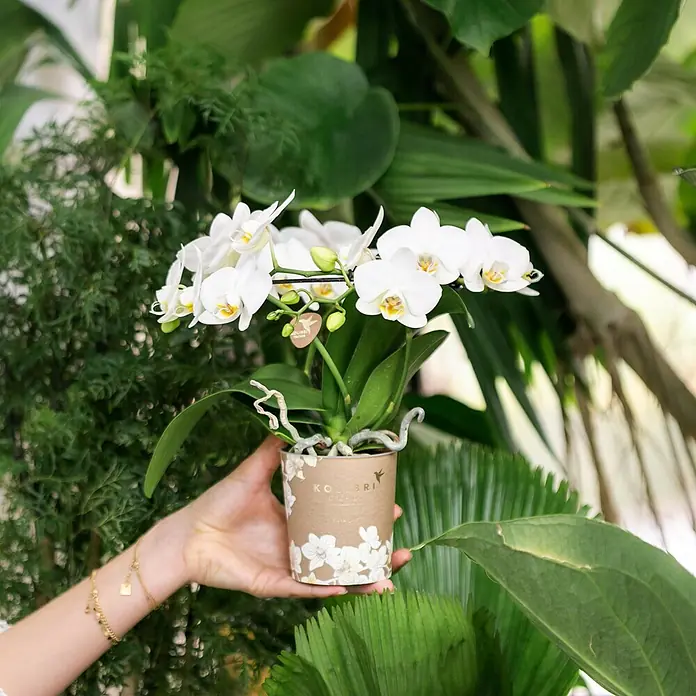 Piardino Schmetterlingsorchidee - Phalaenopsis Hybriden, Topfgröße: 11 cm, Aufrecht - Eine Nahaufnahme einer weißen Orchidee in einem verzierten Topf, die von einer Hand gehalten wird, vor einem üppigen, grünen Hintergrund.