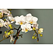 Phalaenopsis 9 2-trieber Mini