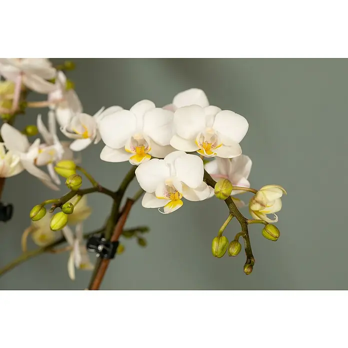 Piardino Schmetterlingsorchidee - Phalaenopsis Hybride, Topfgröße: 9 cm, Aufrecht, Farbe Topf: Silber - Nahaufnahme einer zarten weißen Orchidee mit gelben Akzenten, die ihre filigrane Schönheit und Eleganz hervorhebt.