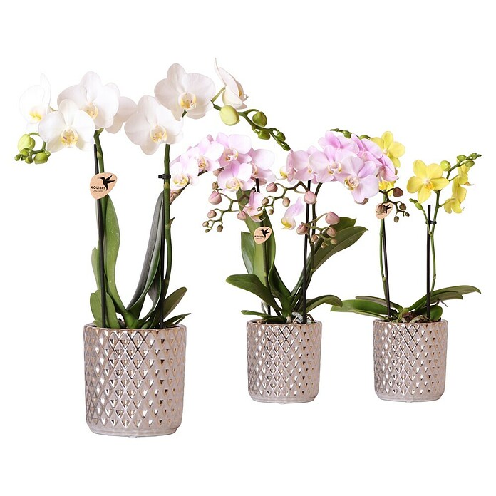 Phalaenopsis 9 2-trieber Mini