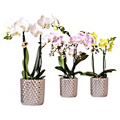 Phalaenopsis 9 2-trieber Mini