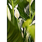 Spathiphyllum floribundum 19 im Korb