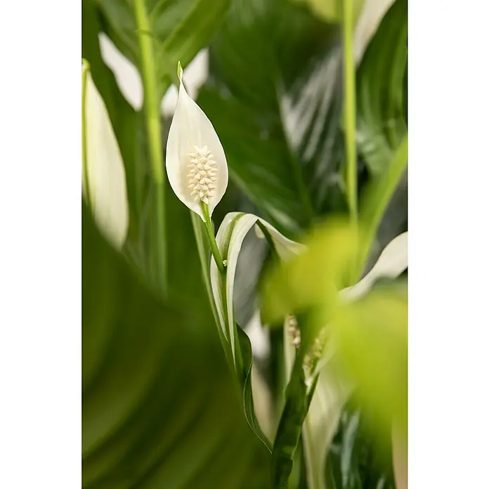 Piardino Blattfahne - Spathiphyllum floribundum, Topfgröße: 19 cm - Nahaufnahme einer blühenden Zimmerpflanze, die elegante, weiße Blütenblätter mit einem einzigartigen, cremefarbenen Kolben in der Mitte zeigt.