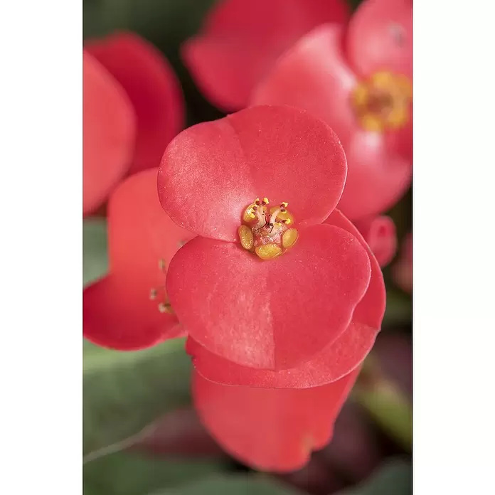 Piardino Christusdorn - Euphorbia milii, Topfgröße: 6 cm - Leuchtend rote Blüte mit herzförmigen Blütenblättern und einem gruppierten gelb-orangen Blütenzentrum.