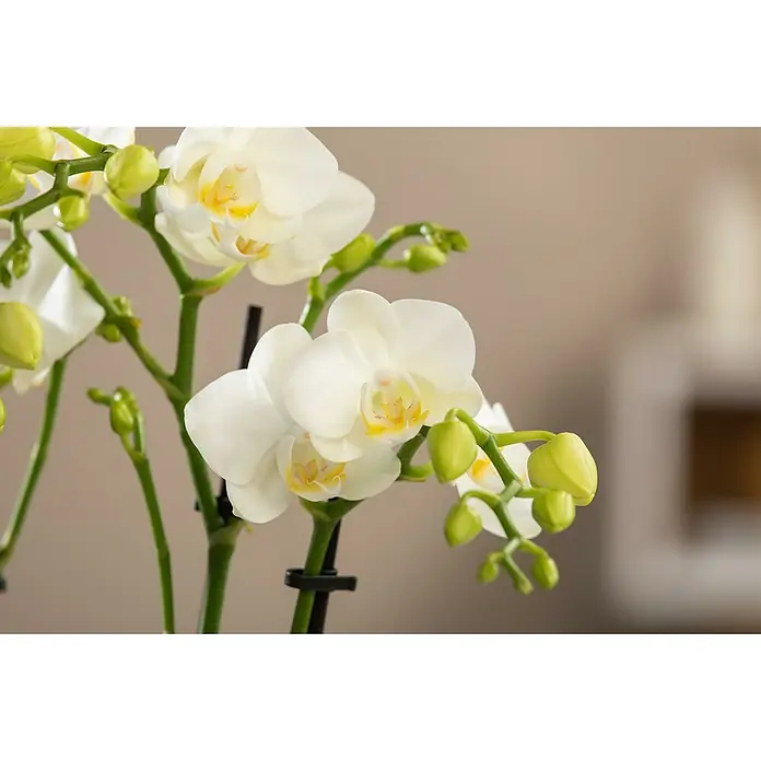 Piardino SchmetterlingsorchideePhalaenopsis Hybriden, Topfgröße: 11 cm, Aufrecht - Nahaufnahme einer blühenden weißen Orchidee mit gelben Akzenten vor einem verschwommenen, neutralen Hintergrund.