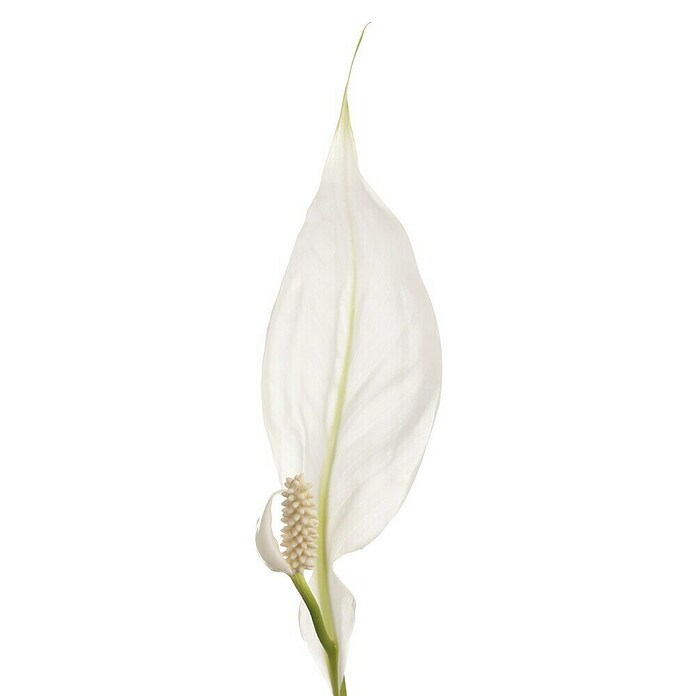 Spathiphyllum floribundum 19 im Korb