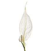 Spathiphyllum floribundum 19 im Korb