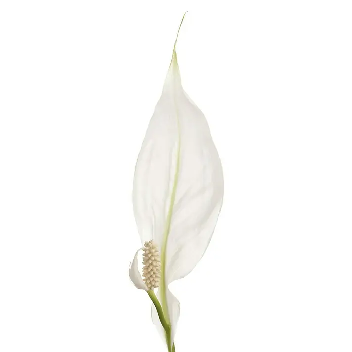 Piardino BlattfahneSpathiphyllum floribundum, Topfgröße: 19 cm - Nahaufnahme einer weißen Blüte, die elegant auf einem schwarzen Hintergrund zur Geltung kommt. Eine zeitlose Schönheit.