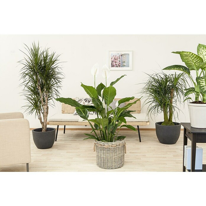Spathiphyllum floribundum 19 im Korb