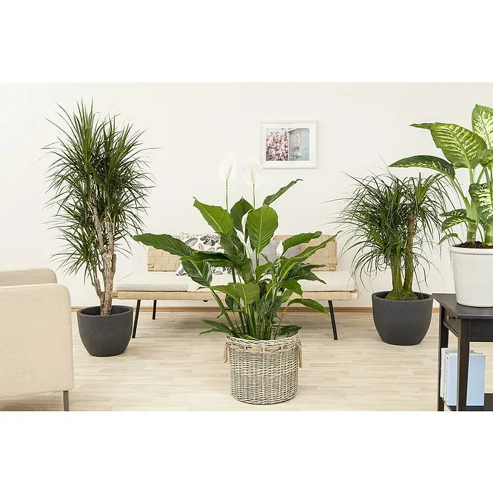Piardino BlattfahneSpathiphyllum floribundum, Topfgröße: 19 cm - Zimmerpflanzen-Ensemble in stilvollem Wohnraum. Drei verschiedene Pflanzenarten in dekorativen Töpfen verschönern den Raum und sorgen für eine angenehme Atmosphäre.