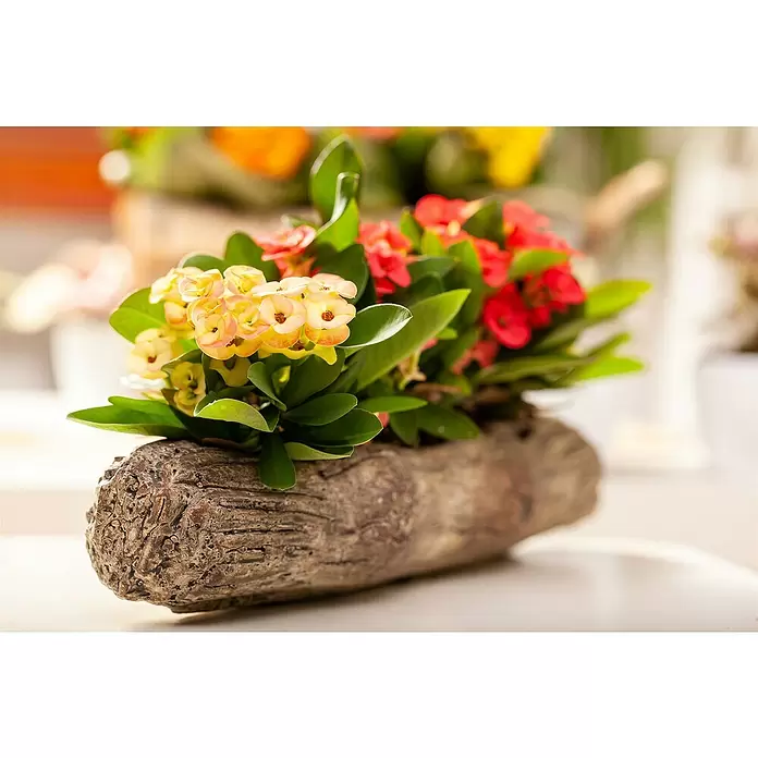 Piardino Christusdorn - Euphorbia milii, Topfgröße: 6 cm - Christusdorn-Pflanzen mit gelben und roten Blüten in einem natürlichen Holzgefäß.