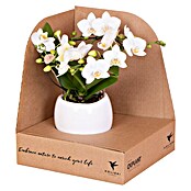 Piardino Schmetterlingsorchidee (Phalaenopsis Hybriden, Topfgröße: 11 cm, Aufrecht) | BAUHAUS