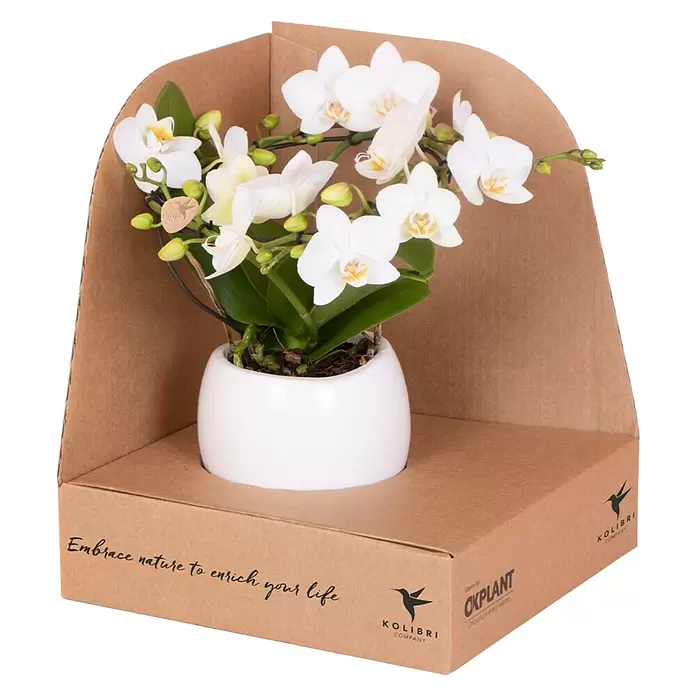 Piardino SchmetterlingsorchideePhalaenopsis Hybriden, Topfgröße: 11 cm, Aufrecht